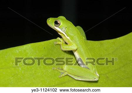 Green Tree Frog Hyla cinerea Florida View Large Photo Image Stock Image - Green Tree Frog Hyla cinerea Florida. Fotosearch