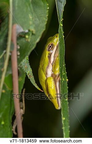 Stock Photo - Green Tree Frog, Hyla cinerea, on Willow Leaf Salix nigra at Corolla, NC USA Outer Banks. Fotosearch