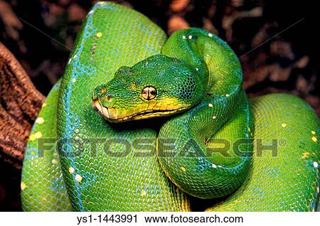 GREEN TREE PHYTON morelia viridis, ADULT COILED AROUND BRANCH View Large Photo Image Stock Image - GREEN TREE PHYTON morelia viridis, ADULT COILED AROUND BRANCH. Fotosearch