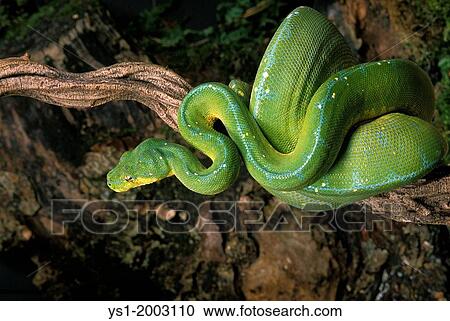 Green Tree Python, morelia viridis View Large Photo Image Stock Image - Green Tree Python, morelia viridis. Fotosearch