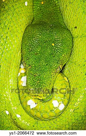 Stock Image - Green Tree Python, morelia viridis, Close up of Head.. Fotosearch
