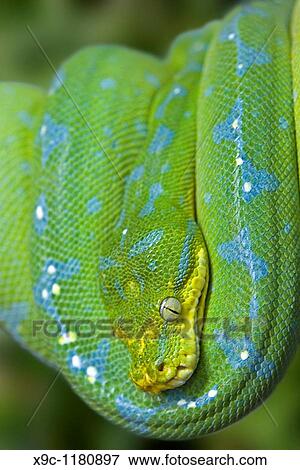Green Tree Python View Large Photo Image Stock Photo - Green Tree Python. Fotosearch