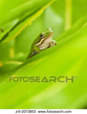 Green treefrog in green leaves, Florida, USA. View Large Photo Image Stock Image - Green treefrog in green leaves, Florida, USA.. Fotosearch