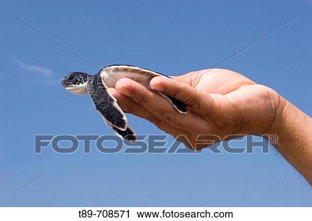 Green Turtle (Chelonia mydas), baby hold by a researcher's hand View Large Photo Image Stock Image - Green Turtle (Chelonia mydas), baby hold by a researcher's hand. Fotosearch