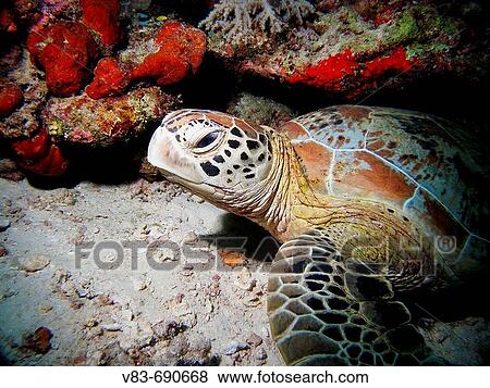Green Turtle (Chelonia mydas). Celebes Sea, Malaysia View Large Photo Image Stock Photo - Green Turtle (Chelonia mydas). Celebes Sea, Malaysia. Fotosearch