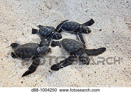 Green Turtle (Chelonia mydas), Espaola Island, Galapagos Islands View Large Photo Image Stock Image - Green Turtle (Chelonia mydas), Espaola Island, Galapagos Islands. Fotosearch