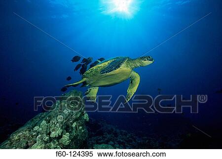 Green Turtle (Chelonia mydas). Hawaii. USA View Large Photo Image Stock Photography - Green Turtle (Chelonia mydas). Hawaii. USA. Fotosearch