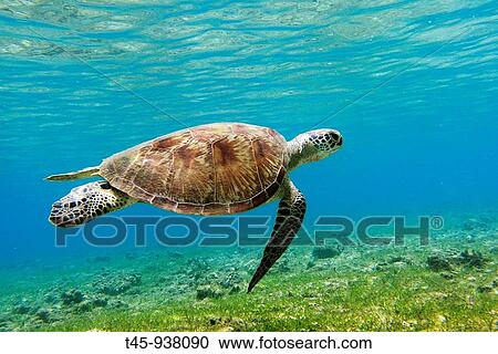 Green Turtle (Chelonia mydas), Mayotte, Comoros archipelago, France View Large Photo Image Stock Image - Green Turtle (Chelonia mydas), Mayotte, Comoros archipelago, France. Fotosearch