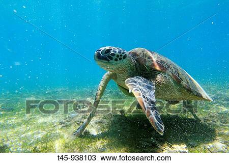 Green Turtle (Chelonia mydas), Mayotte, Comoros archipelago, France View Large Photo Image Stock Image - Green Turtle (Chelonia mydas), Mayotte, Comoros archipelago, France. Fotosearch