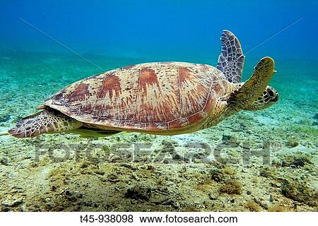 Stock Photo - Green Turtle (Chelonia mydas), Mayotte, Comoros archipelago, France. Fotosearch