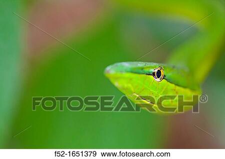 GREEN VINE SNAKE - BEJUQUILLA VERDEOxybelis fulgidus, Costa Rica, Central America, America View Large Photo Image Stock Photo - GREEN VINE SNAKE - BEJUQUILLA VERDEOxybelis fulgidus, Costa Rica, Central America, America. Fotosearch
