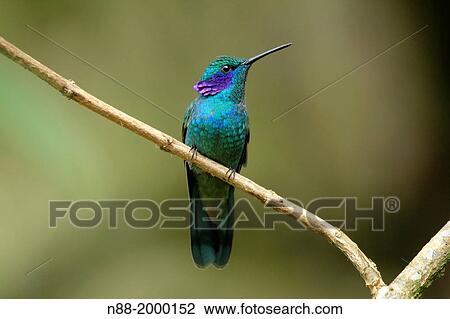 Green Violetear hummingbird San Eusebio Cloud Forest Venezuela. View Large Photo Image Stock Image - Green Violetear hummingbird San Eusebio Cloud Forest Venezuela.. Fotosearch