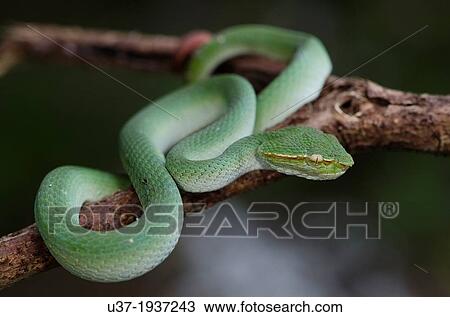 Green viper. Image taken at Kampung Satau, Sarawak, Malaysia. View Large Photo Image Stock Image - Green viper. Image taken at Kampung Satau, Sarawak, Malaysia.. Fotosearch