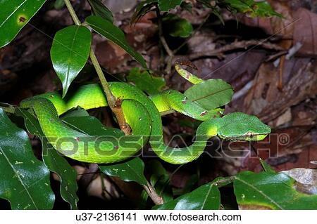 Green viper. Image taken at Kubah National Park, Matang, Sarawak, Malaysia. View Large Photo Image Stock Image - Green viper. Image taken at Kubah National Park, Matang, Sarawak, Malaysia.. Fotosearch