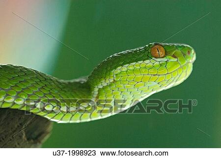 Green viper. Image taken at Snake farm, Thailand. View Large Photo Image Stock Image - Green viper. Image taken at Snake farm, Thailand.. Fotosearch