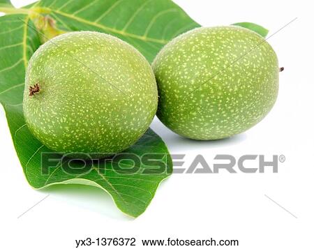 Green walnuts isolated on white View Large Photo Image Stock Image - Green walnuts isolated on white. Fotosearch