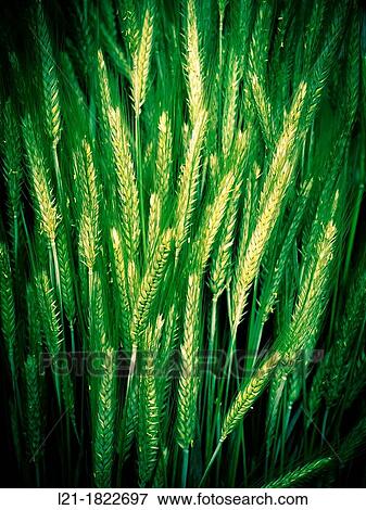 Green wheat grains. View Large Photo Image Stock Photo - Green wheat grains.. Fotosearch