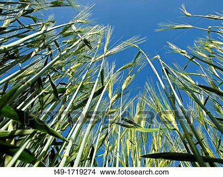 green wheat View Large Photo Image Picture - green wheat. Fotosearch