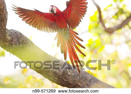 Green-winged Macaw (Ara chloroptera) flying in the canopy. Cerrado tropical savanna ecoregion, Piau?, Brazil View Large Photo Image Stock Photo - Green-winged Macaw (Ara chloroptera) flying in the canopy. Cerrado tropical savanna ecoregion, Piau?, Brazil. Fotosearch