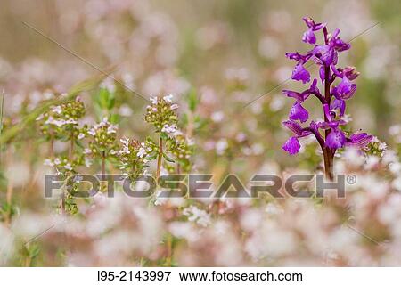 Green winged orchid, Montseny, spain. View Large Photo Image Stock Photo - Green winged orchid, Montseny, spain.. Fotosearch