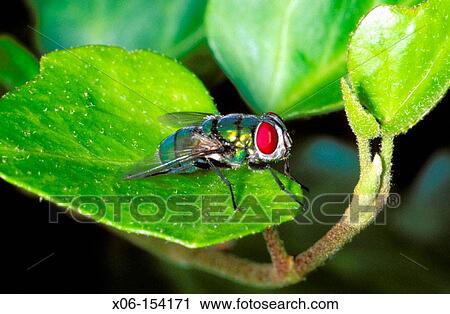 Greenbottle Fly (Lucilia caesar) on leaf View Large Photo Image Stock Image - Greenbottle Fly (Lucilia caesar) on leaf. Fotosearch