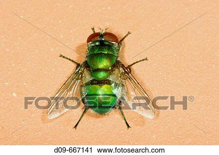 Greenbottle Fly (Lucilia caesar) View Large Photo Image Stock Image - Greenbottle Fly (Lucilia caesar). Fotosearch