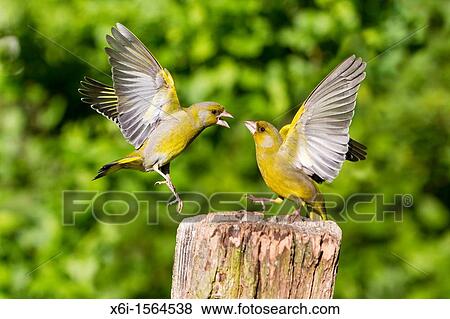Greenfinch Carduelis chloris, fighting in flight, Lower Saxony, Germany View Large Photo Image Stock Photo - Greenfinch Carduelis chloris, fighting in flight, Lower Saxony, Germany. Fotosearch