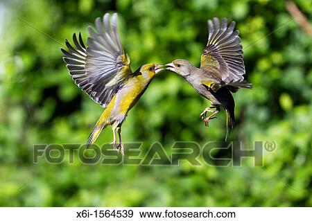 Greenfinch Carduelis chloris, fighting in flight, Lower Saxony, Germany View Large Photo Image Stock Photo - Greenfinch Carduelis chloris, fighting in flight, Lower Saxony, Germany. Fotosearch