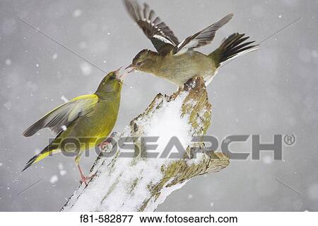 Greenfinch (Carduelis chloris) male fighting with Chaffinch (Fringilla coelebs) female in snow. Scotland. February 2006. View Large Photo Image Stock Photo - Greenfinch (Carduelis chloris) male fighting with Chaffinch (Fringilla coelebs) female in snow. Scotland. February 2006.. Fotosearch