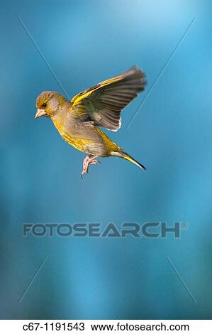 Greenfinch Carduelis chloris View Large Photo Image Stock Image - Greenfinch Carduelis chloris. Fotosearch