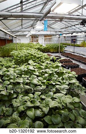 Greenhouse, agricultural research, potato plants, Neiker-Tecnalia, Arkaute, Alava, Euskadi, Spain View Large Photo Image Stock Image - Greenhouse, agricultural research, potato plants, Neiker-Tecnalia, Arkaute, Alava, Euskadi, Spain. Fotosearch
