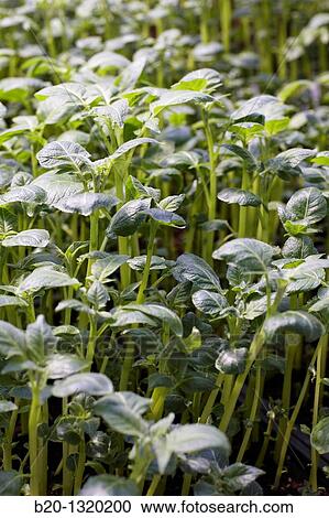 Greenhouse, agricultural research, potato plants, Neiker-Tecnalia, Arkaute, Alava, Euskadi, Spain View Large Photo Image Stock Image - Greenhouse, agricultural research, potato plants, Neiker-Tecnalia, Arkaute, Alava, Euskadi, Spain. Fotosearch