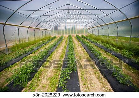 Greenhouse. Biglersville Pennsylvania USA View Large Photo Image Stock Photo - Greenhouse. Biglersville Pennsylvania USA. Fotosearch
