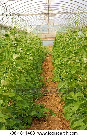 Greenhouse, Manacor, Mallorca, Spain Balearic Islands View Large Photo Image Stock Image - Greenhouse, Manacor, Mallorca, Spain Balearic Islands. Fotosearch