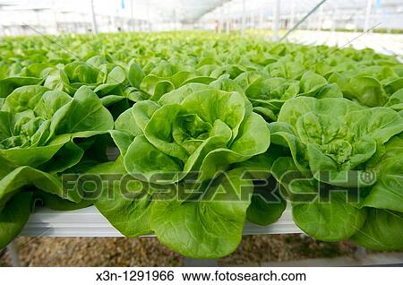Greenhouse of Hydroponic Lettuce View Large Photo Image Stock Photograph - Greenhouse of Hydroponic Lettuce. Fotosearch