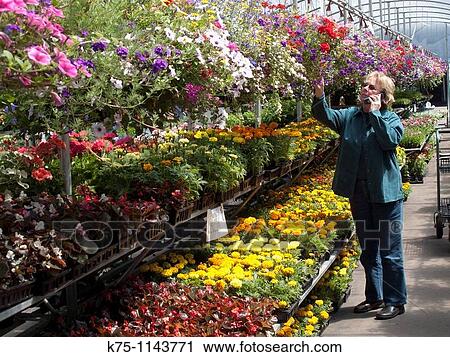 greenhouse View Large Photo Image Stock Image - greenhouse. Fotosearch