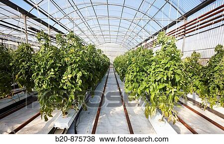 Greenhouse, tomato culture, Neiker-Tecnalia, Institute for Agricultural Research and Development, Derio, Biscay, Basque Country, Spain View Large Photo Image Stock Photo - Greenhouse, tomato culture, Neiker-Tecnalia, Institute for Agricultural Research and Development, Derio, Biscay, Basque Country, Spain. Fotosearch