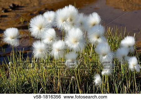 Greenland, Nuussuaq peninsula, Arctic cotton grass View Large Photo Image Stock Photograph - Greenland, Nuussuaq peninsula, Arctic cotton grass. Fotosearch