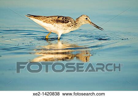 Stock Photo - Greenshank - Tringa nebularia, Crete. Fotosearch