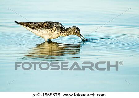 Stock Photograph - Greenshank - Tringa nebularia, Crete. Fotosearch