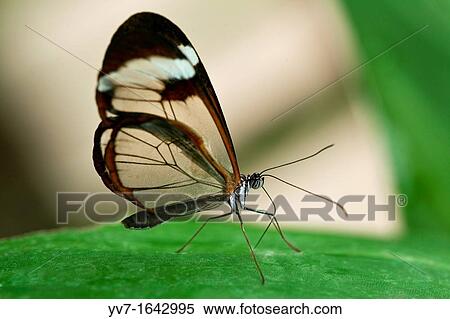 Greta oto butterfly is commonly called glass butterfly or mirrors butterfly, because have their transparent wings Benalmadena Butterfly Park, Benalmadena, Malaga, Spain View Large Photo Image Stock Photography - Greta oto butterfly is commonly called glass butterfly or mirrors butterfly, because have their transparent wings Benalmadena Butterfly Park, Benalmadena, Malaga, Spain. Fotosearch
