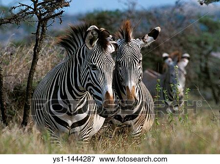 GREVY? S ZEBRA equus grevyi, SAMBURU PARK IN KENYA View Large Photo Image Stock Photo - GREVY? S ZEBRA equus grevyi, SAMBURU PARK IN KENYA. Fotosearch