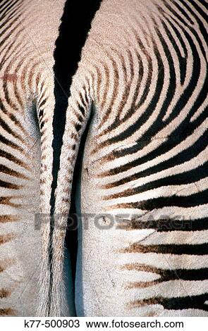 Grevy's zebra, coat detail (Equus grevyi). Samburu N. R. Kenya. View Large Photo Image Stock Image - Grevy's zebra, coat detail (Equus grevyi). Samburu N. R. Kenya.. Fotosearch