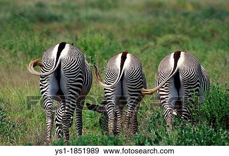 Grevy's Zebra, equus grevyi, Group eating Grass at Samburu Park in Kenya View Large Photo Image Stock Photo - Grevy's Zebra, equus grevyi, Group eating Grass at Samburu Park in Kenya. Fotosearch