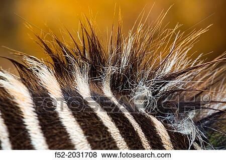 Grevy's zebra (Equus grevyi), Kenya, Africa View Large Photo Image Stock Photo - Grevy's zebra (Equus grevyi), Kenya, Africa. Fotosearch