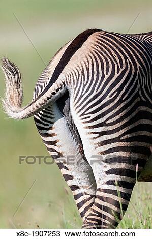 Stock Image - Grevy's Zebra Equus grevyi, Kenya The Grevy's Zebra is the largest wild equid It is strictly protected an is listed as endangered species Africa, East Africa, Kenya, November. Fotosearch