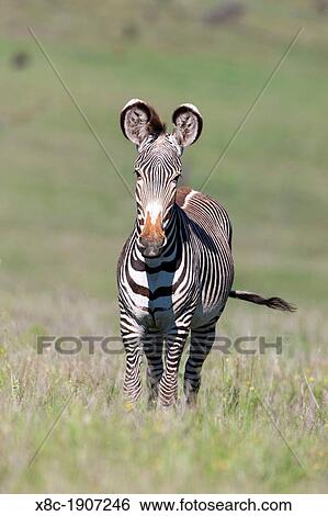 Stock Photograph - Grevy's Zebra Equus grevyi, Kenya The Grevy's Zebra is the largest wild equid It is strictly protected an is listed as endangered species Africa, East Africa, Kenya, November. Fotosearch