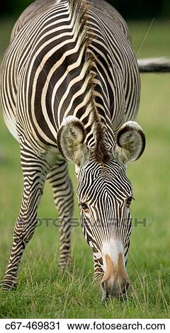 Grevy's Zebra (Hippotigris grevyi), adult female. View Large Photo Image Stock Image - Grevy's Zebra (Hippotigris grevyi), adult female.. Fotosearch