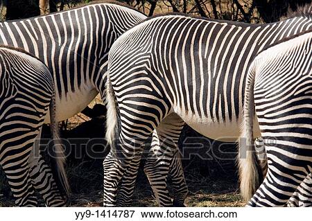 Grevy's Zebra - Samburu National Reserve, Kenya View Large Photo Image Stock Photo - Grevy's Zebra - Samburu National Reserve, Kenya. Fotosearch