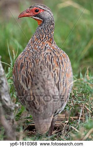 Grey-breasted Francolin Francolinus rufopictus, Serengeti National Park, Tanzania View Large Photo Image Stock Photo - Grey-breasted Francolin Francolinus rufopictus, Serengeti National Park, Tanzania. Fotosearch